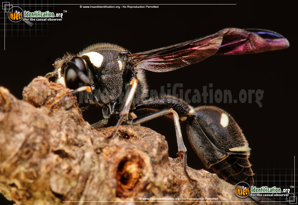 Full-sized image #4 of the Potter-Wasp