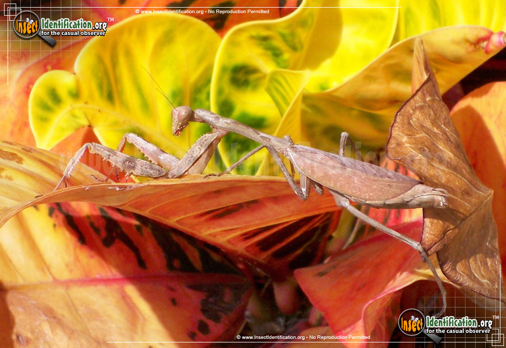 Full-sized image #10 of the Praying-Mantis