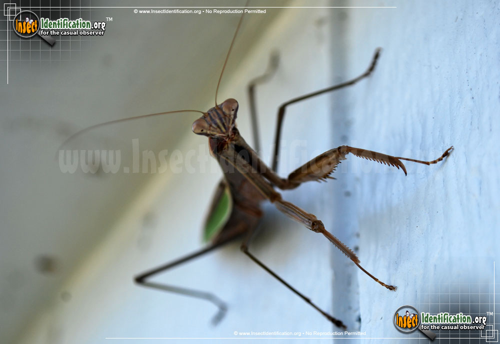 Full-sized image #6 of the Praying-Mantis