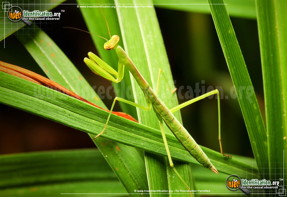 Full-sized image #8 of the Praying-Mantis