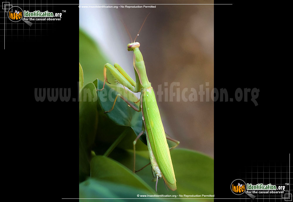Full-sized image #2 of the Praying-Mantis