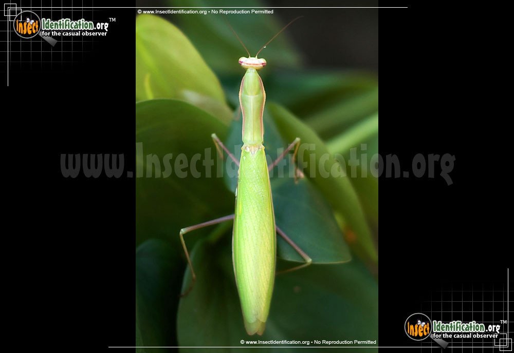 Full-sized image #9 of the Praying-Mantis