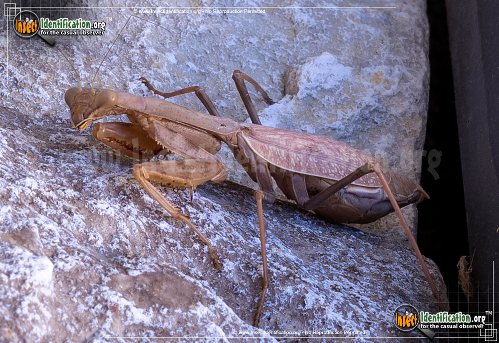 Full-sized image #15 of the Praying-Mantis