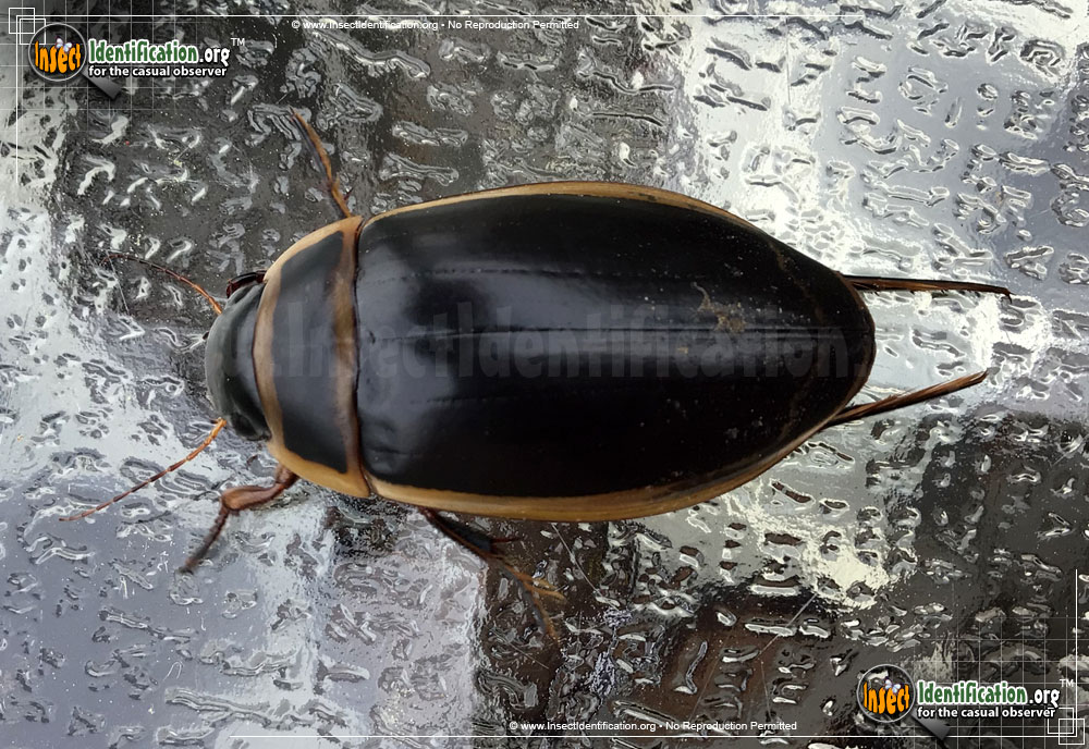 Full-sized image #6 of the Predaceous-Diving-Beetle