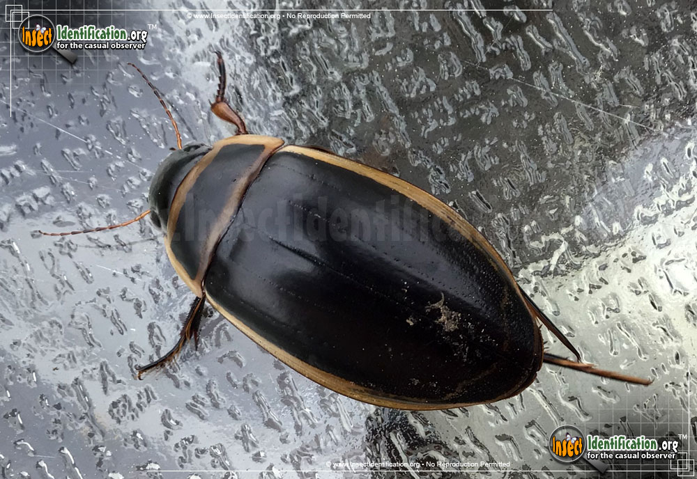 Full-sized image #3 of the Predaceous-Diving-Beetle