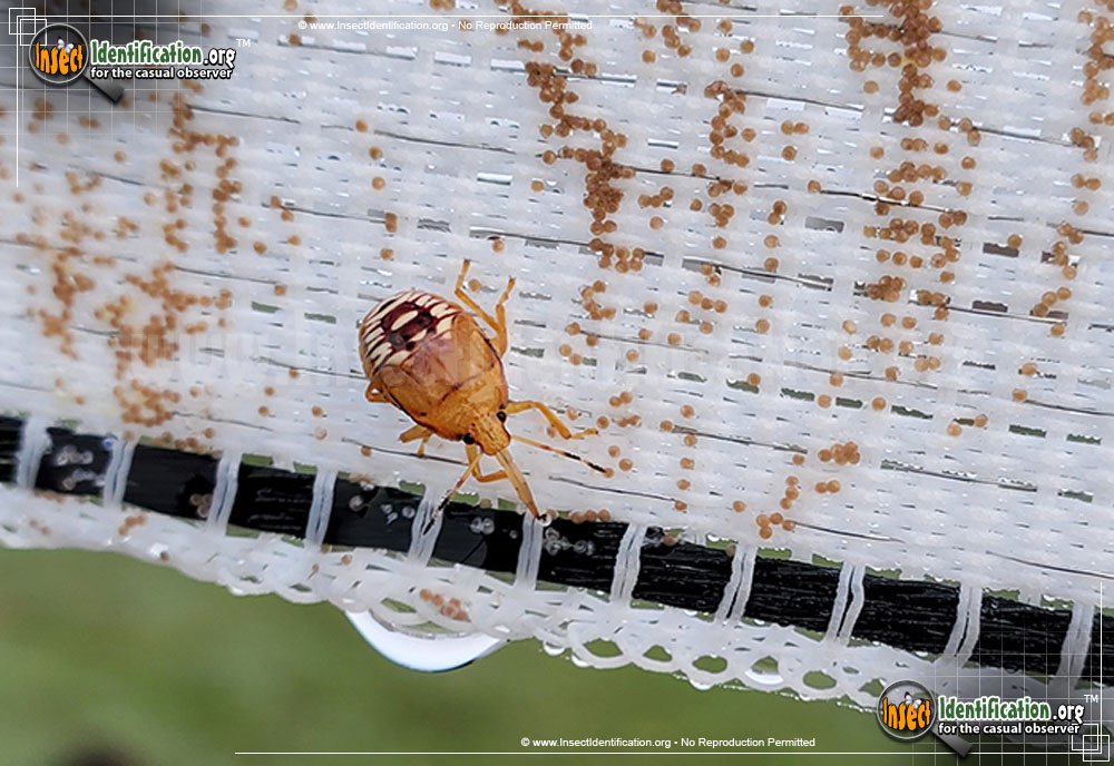 Full-sized image #3 of the Predatory-Stink-Bug-Podisus