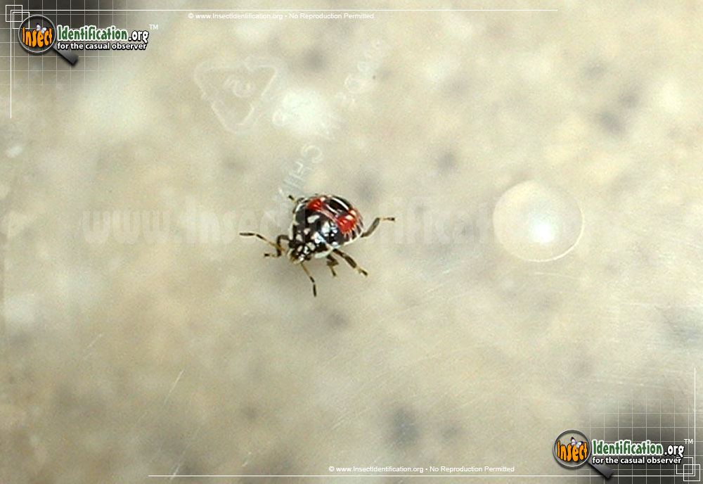 Full-sized image #2 of the Predatory-Stink-Bug-Podisus