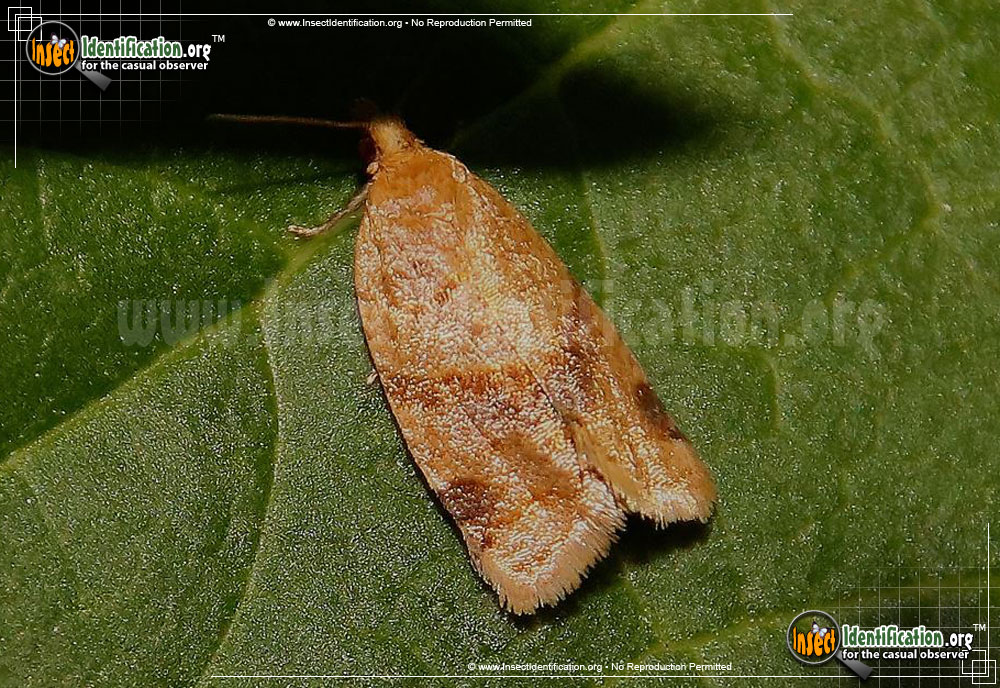 Full-sized image of the Privet-Tortrix-Moth