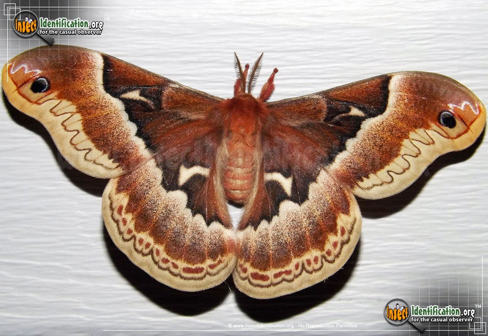 Full-sized image of the Promethea-Moth