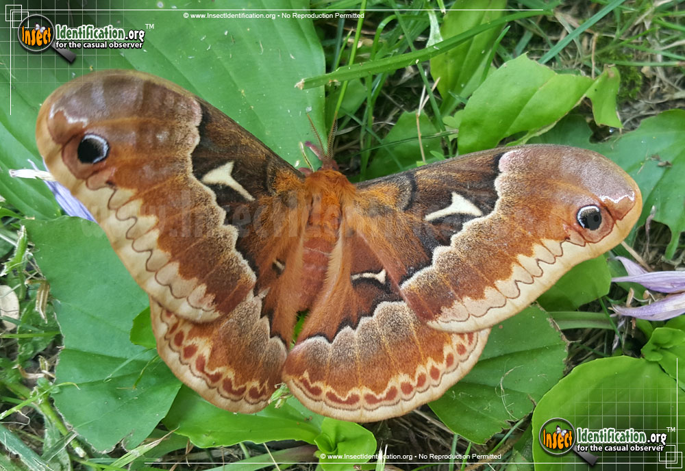 Full-sized image #2 of the Promethea-Moth