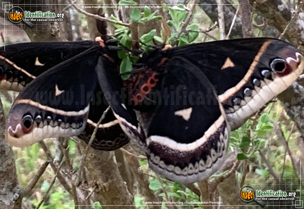 Full-sized image #5 of the Promethea-Moth