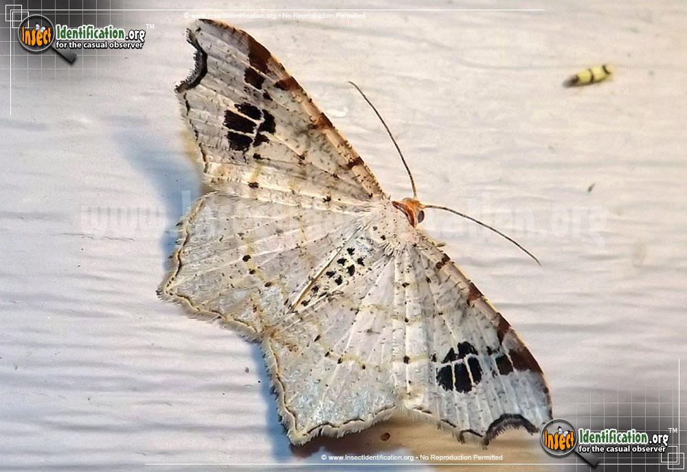 Full-sized image of the Promiscuous-Angle-Moth