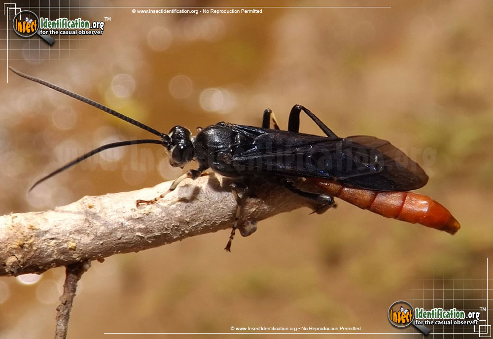 Full-sized image of the Ichneumon-Wasp-Protichneumon