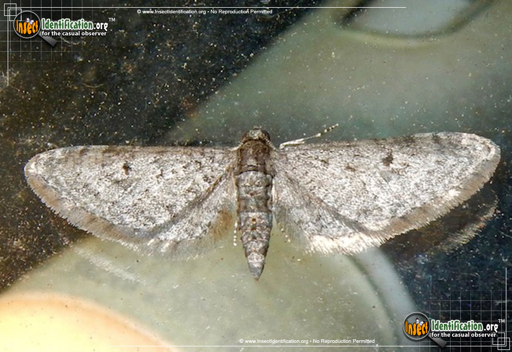 Full-sized image of the Pug-Moth-Eupithecia