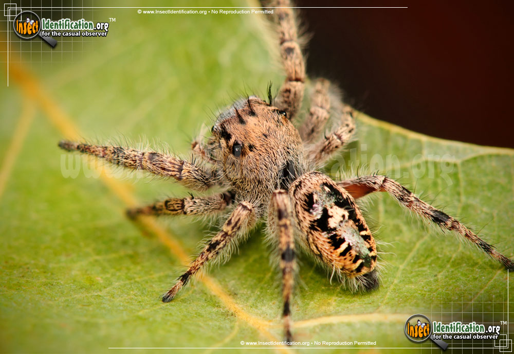 Full-sized image of the Putnam-Jumping-Spider