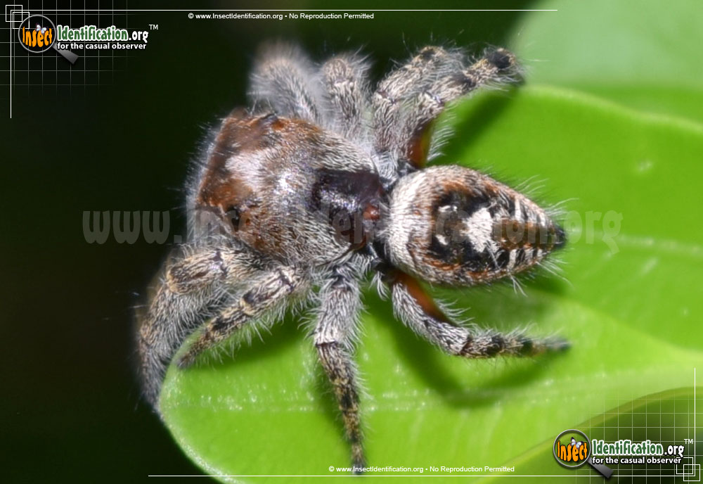 Full-sized image #2 of the Putnam-Jumping-Spider