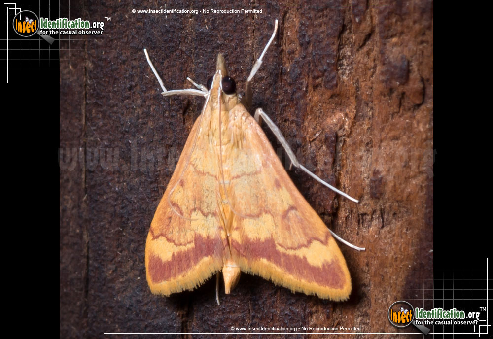Full-sized image of the Pyrausta-Pseudonythesalis-Moth