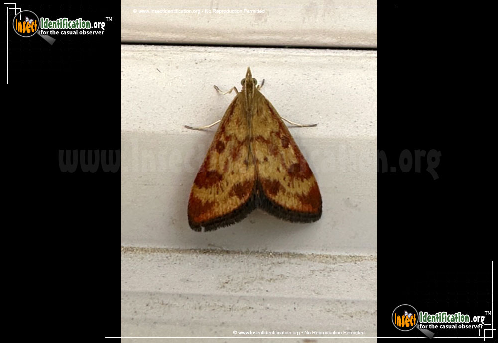 Full-sized image of the Pyrausta-subsequalis-Moth