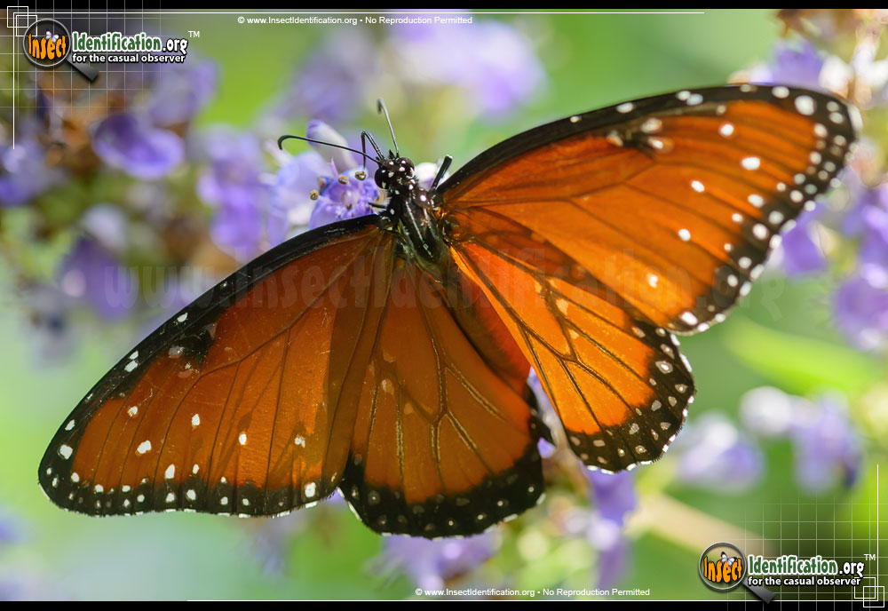 Full-sized image of the Queen-Butterfly