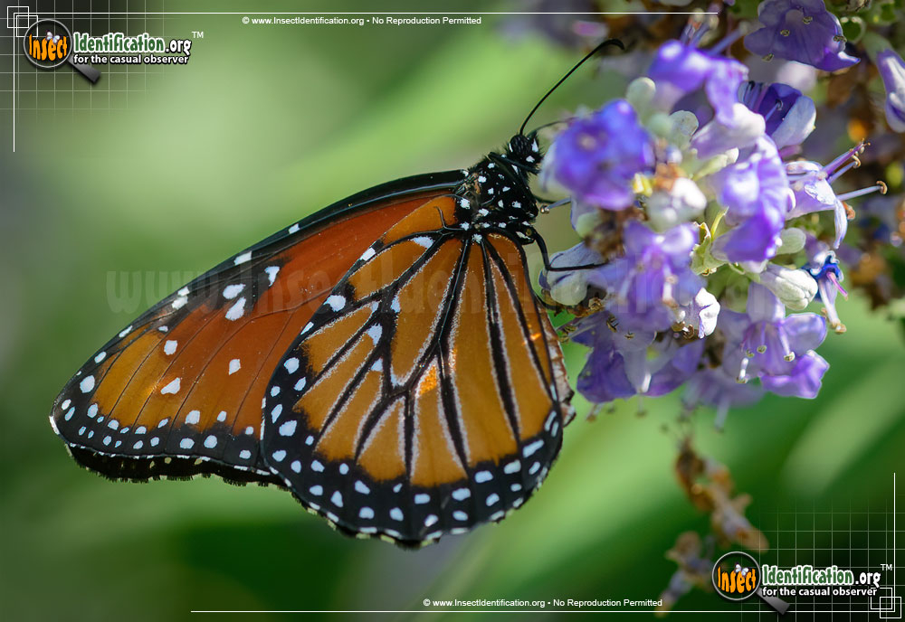 Full-sized image #3 of the Queen-Butterfly
