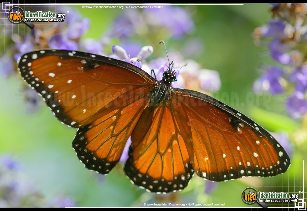 Full-sized image #4 of the Queen-Butterfly