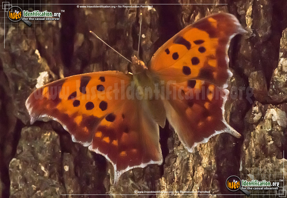 Full-sized image of the Question-Mark-Butterfly