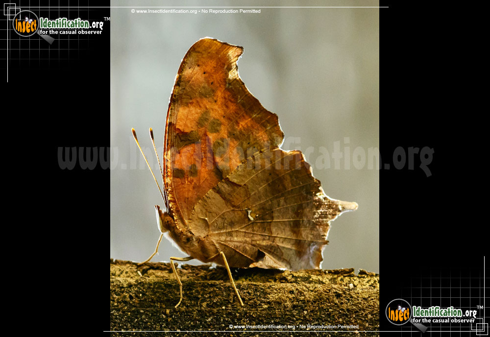 Full-sized image #11 of the Question-Mark-Butterfly