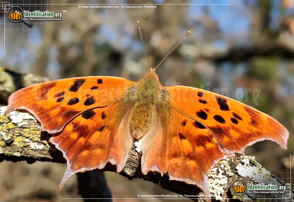 Full-sized image #14 of the Question-Mark-Butterfly