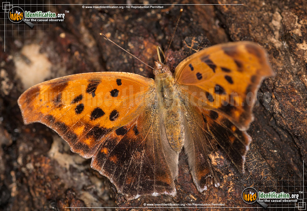 Full-sized image #4 of the Question-Mark-Butterfly