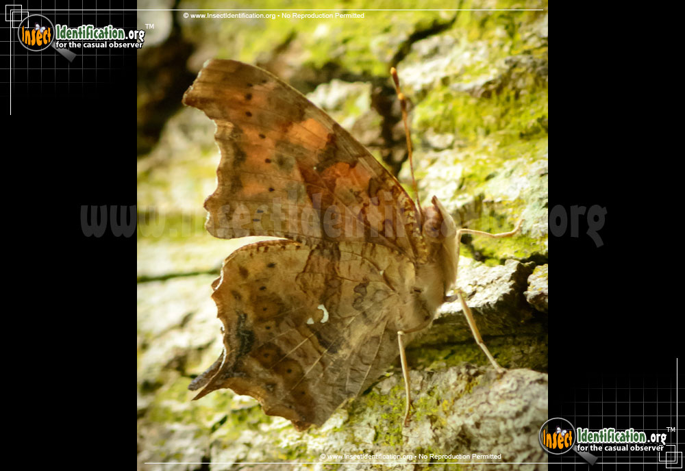 Full-sized image #12 of the Question-Mark-Butterfly