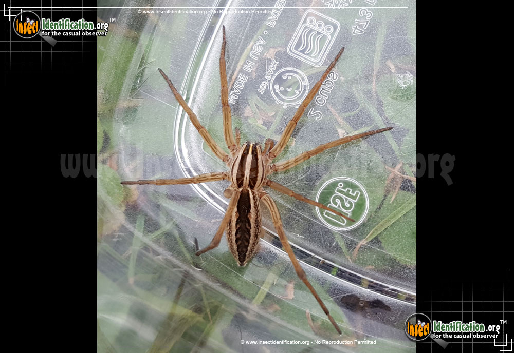 Full-sized image of the Rabid-Wolf-Spider