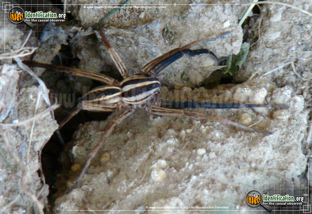 Full-sized image #2 of the Rabid-Wolf-Spider