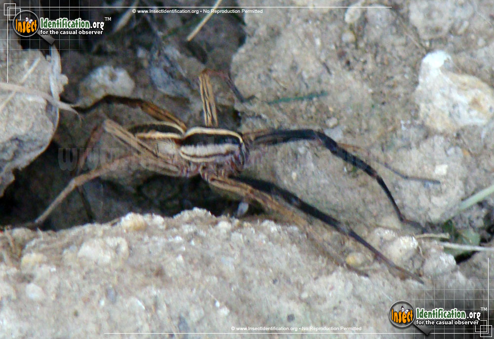 Full-sized image #3 of the Rabid-Wolf-Spider