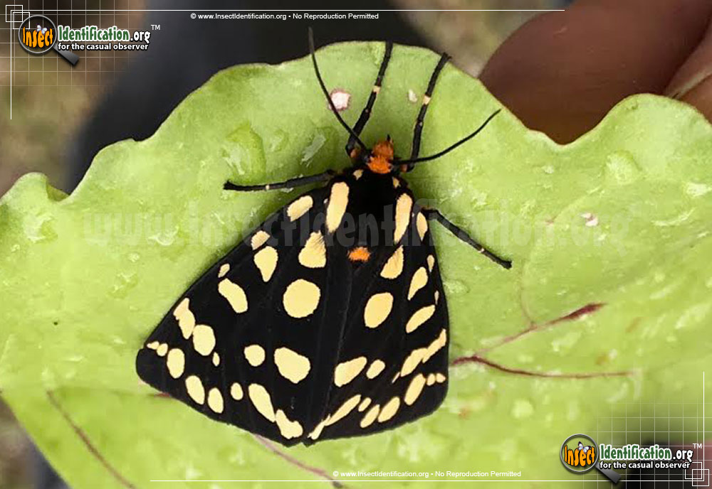 Full-sized image #2 of the Ranchmans-Tiger-Moth