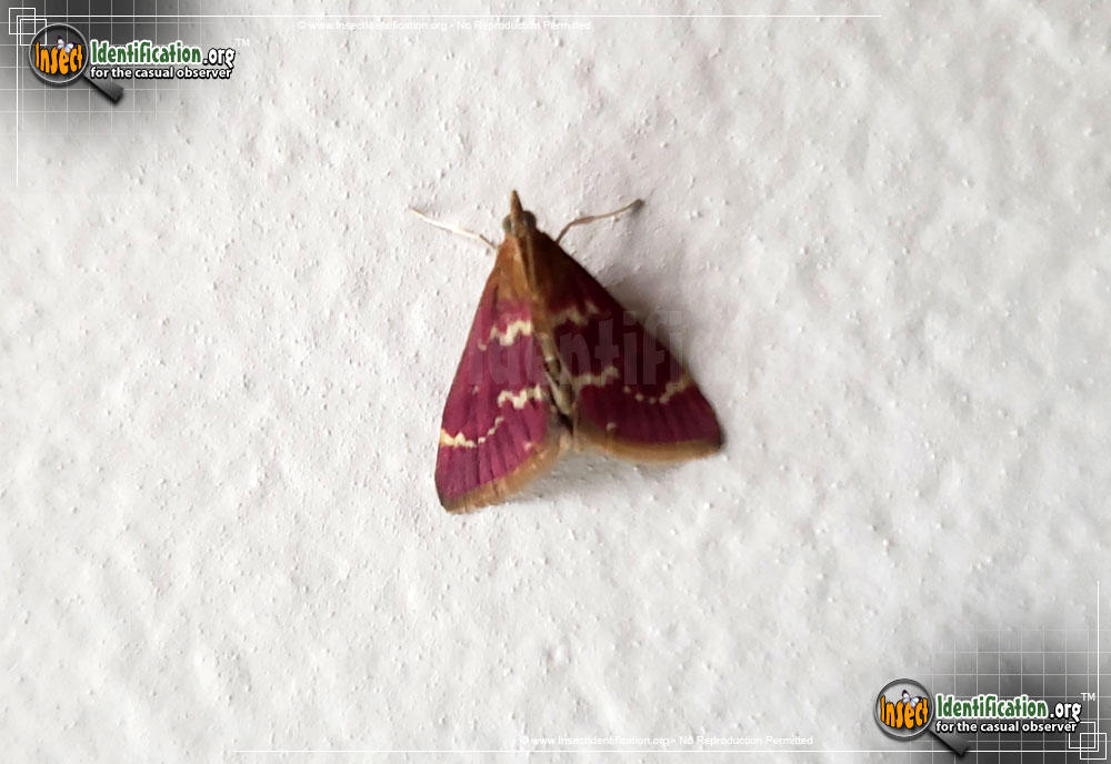 Full-sized image of the Raspberry-Pyrausta-Moth