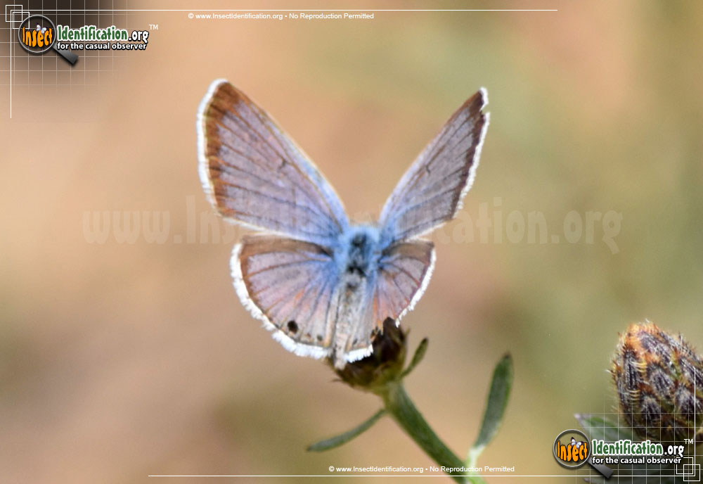 Full-sized image of the Reakirts-Blue-Butterfly