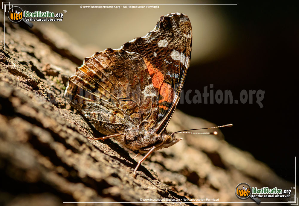 Full-sized image #6 of the Red-Admiral-Butterfly