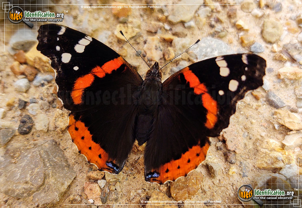 Full-sized image of the Red-Admiral-Butterfly