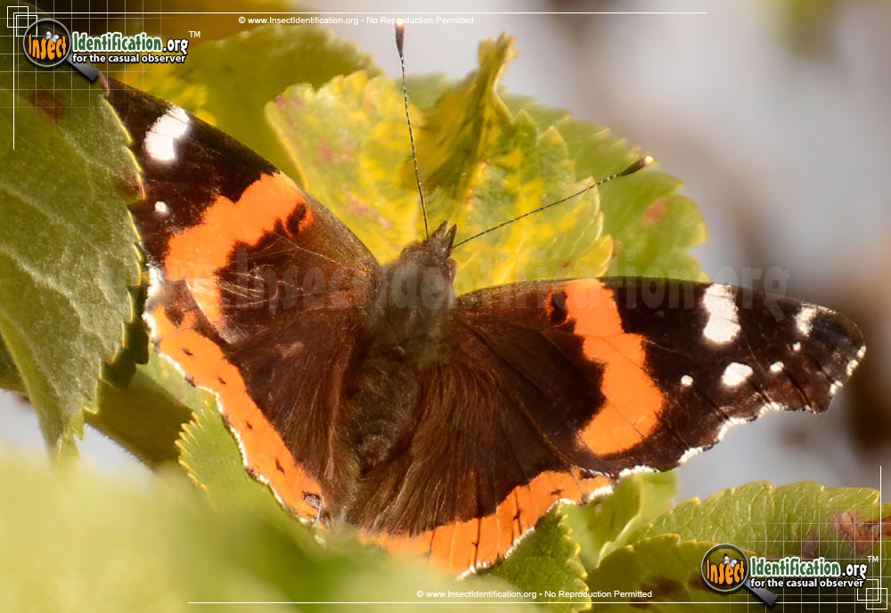 Full-sized image #9 of the Red-Admiral-Butterfly