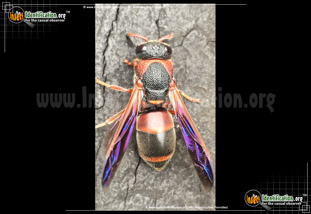 Full-sized image of the Red-And-Black-Mason-Wasp