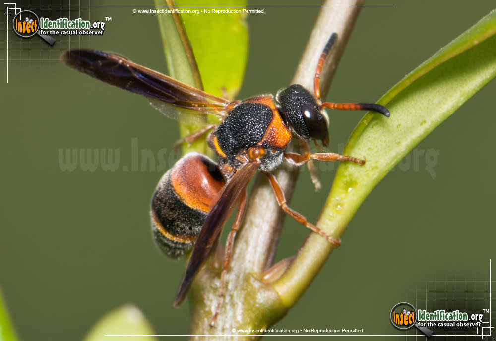Full-sized image #2 of the Red-And-Black-Mason-Wasp