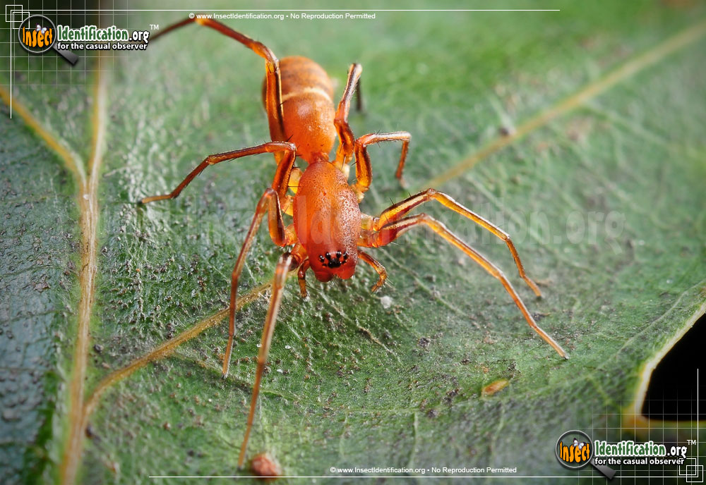 Full-sized image #4 of the Red-Ant-Mimic-Spider
