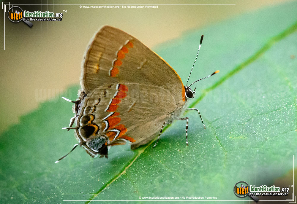 Full-sized image of the Red-Banded-Hairstreak-Butterfly