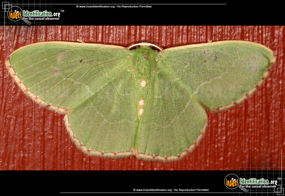 Full-sized image of the Red-Bordered-Emerald-Moth
