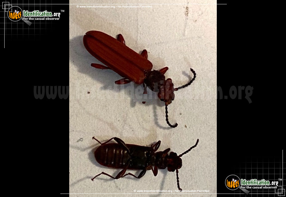 Full-sized image #4 of the Red-Flat-Bark-Beetle