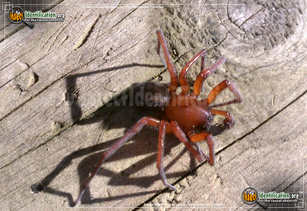 Full-sized image of the Red-Folding-Door-Trapdoor-Spider