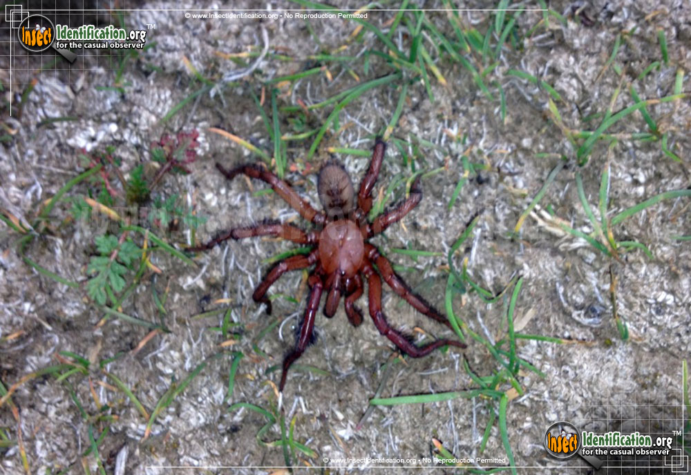 Full-sized image #2 of the Red-Folding-Door-Trapdoor-Spider
