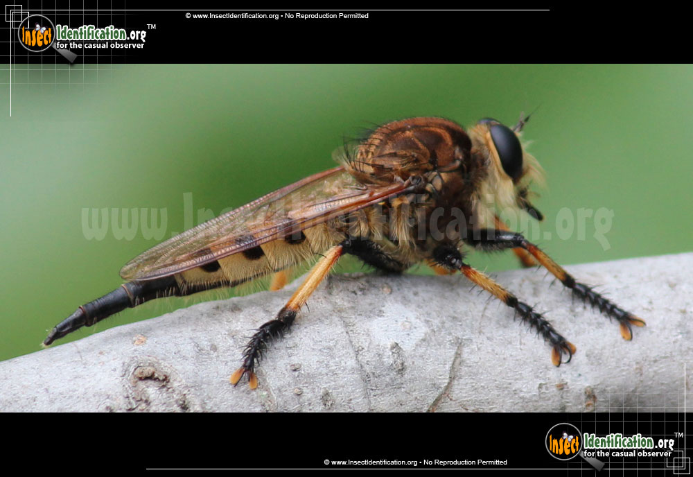 Full-sized image of the Red-Footed-Cannibalfly