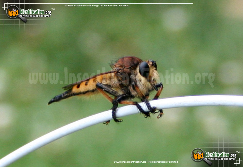 Full-sized image #5 of the Red-Footed-Cannibalfly