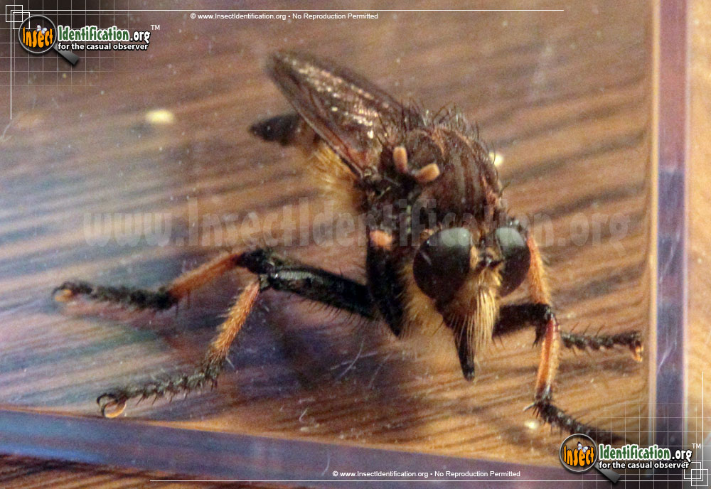 Full-sized image #7 of the Red-Footed-Cannibalfly